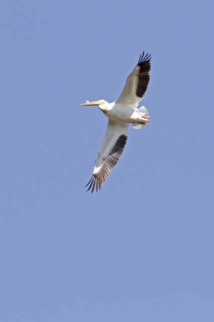 White Pelican #1