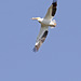 White Pelican #1