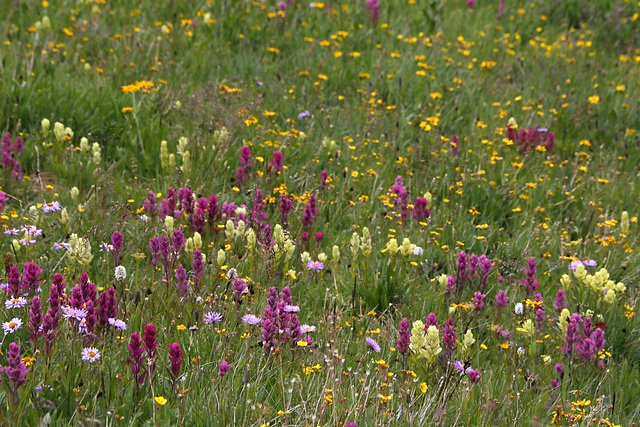 Wildflowers