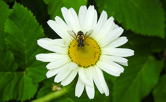 20210604 0400CPw [D~LIP] Sumpf-Schwebfliege (Helophilus pendulus), Wiesen-Margerite (Leucanthemum vulgare agg), Bad Salzuflen