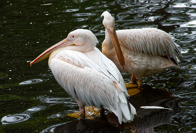 Tierpark Hagenbeck