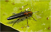 IMG 2492 Beetle