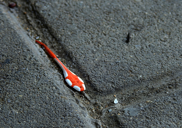 Eine gefährliche Dentalviper....  :)