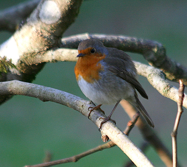 Rouge gorge familier