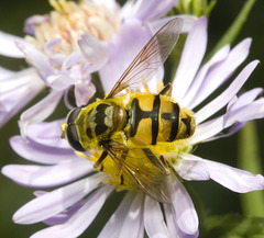 IMG 0461 Batman Hoverfly-2