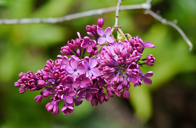 Lilacs