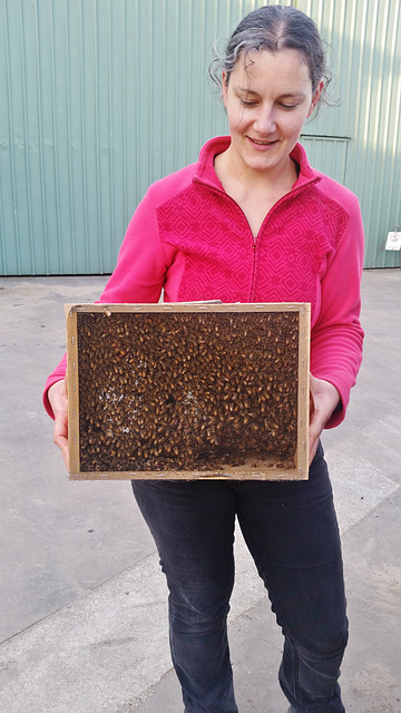 our new bees!