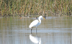 Great Egret