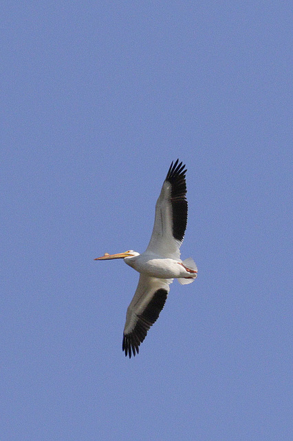 White Pelican