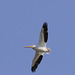 White Pelican