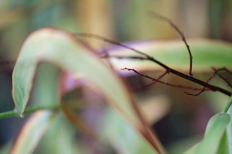 DSCF6853