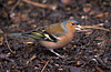 Chaffinch.3jpg