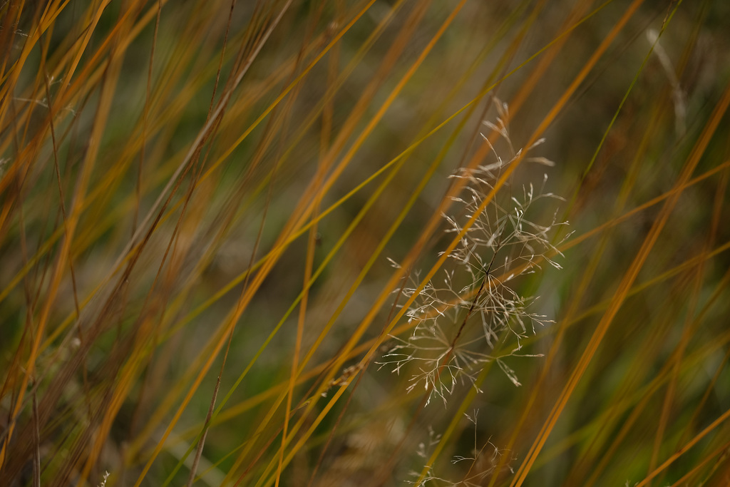 DSCF5806