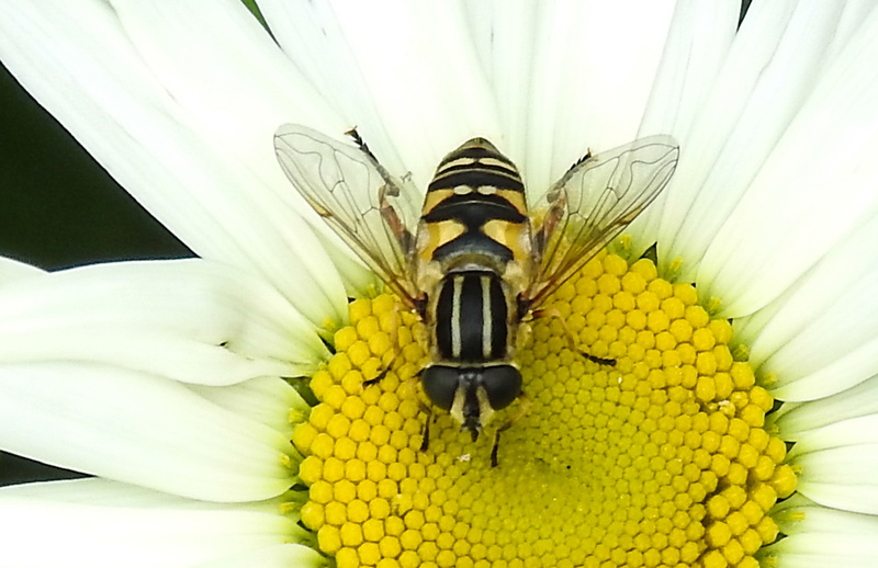 20210604 0401CPw [D~LIP] Sumpf-Schwebfliege (Helophilus pendulus), Wiesen-Margerite (Leucanthemum vulgare agg), Bad Salzuflen