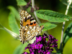 20090714 4416DSCw [D~LIP] Distelfalter (Cynthia cardui), Bad Salzuflen
