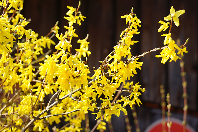 Forsythie