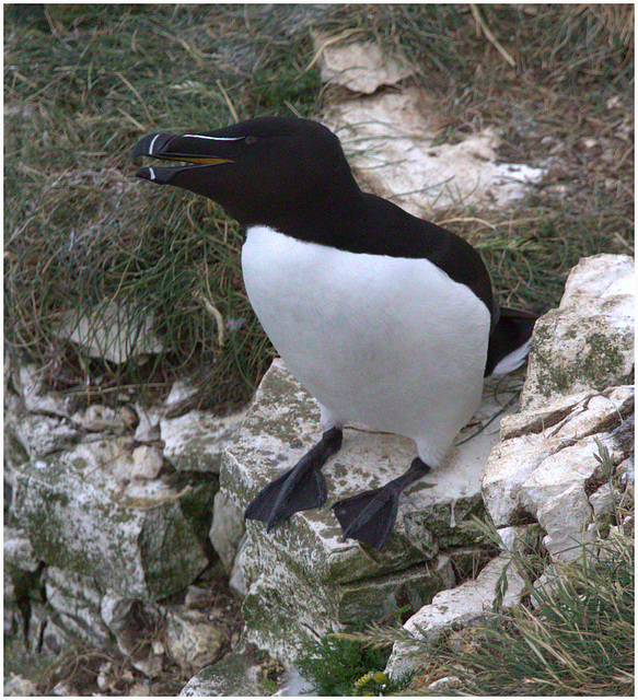 EF7A9553Razorbill