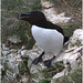 EF7A9553Razorbill