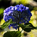 Play of light on the hydrangea