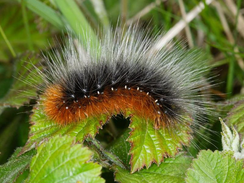 garden tiger moth caterpillar is hairy textures week 8