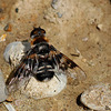 Departure .....!Hemipenthes morio (Linnaeus, 1758)