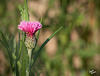 285/366: Pink Bachelor Button [+1 in a note]