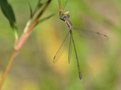 Western Willow Spreadwing m (Lestes viridis) DSB 1867