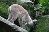 Bin ich süß oder bin ich süß? (Wildpark Pforzheim)