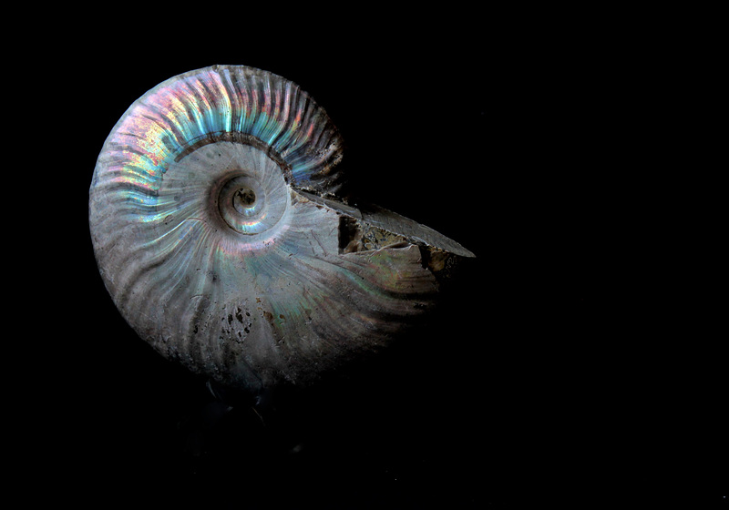Cleoniceras  , coquille nacrée