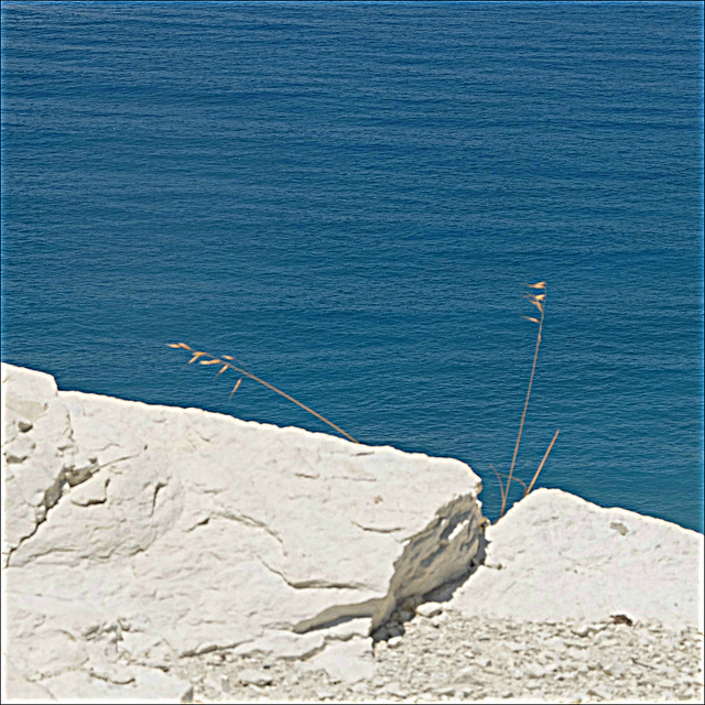 Grass blades on white cliff. Blue sea.