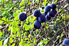 Wow damsons met me when I went onto the garden