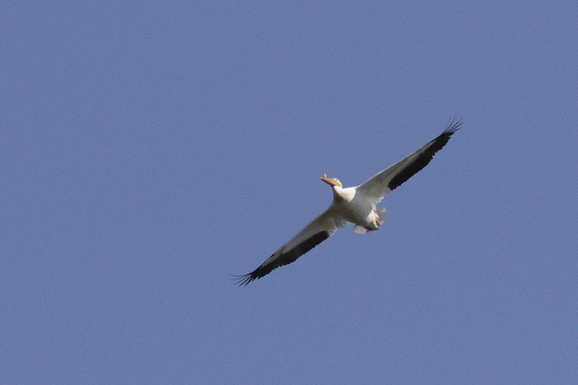 White Pelican