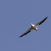 White Pelican