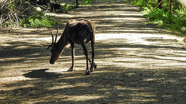 20190822 5490CPw [D~H] Rentier (Rangifer tarandus) [Ren], Wisentgehege, Springe