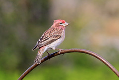 Cassin's Finch