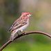 Cassin's Finch