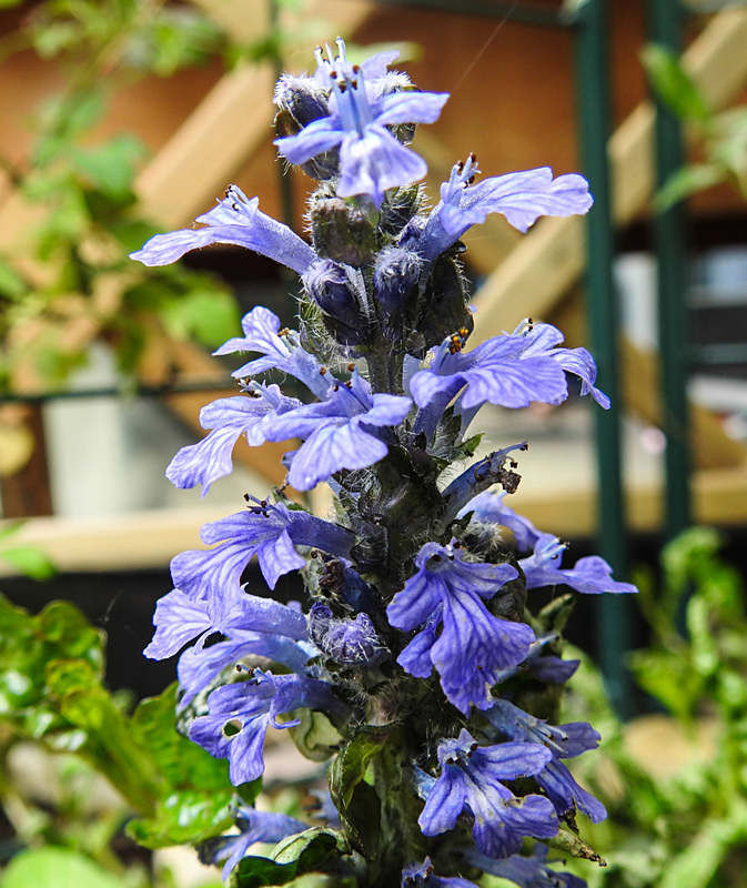 20210604 0403CPw [D~LIP] Kriechender Günsel (Ajuga reptans), Bad Salzuflen