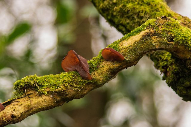 Jelly Fungus