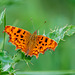 Comma butterfly