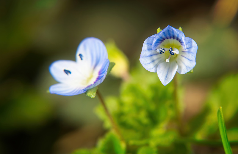 Ein Blick noch auf diese schönen,kleinen Blüten des  Persischen Ehrenpreises (Veronica persica) :))  Another look at these beautiful, small flowers of the Persian speedwell (Veronica persica) :))  Un autre regard sur ces belles petites fleurs de la vér