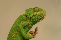 Caméléon