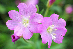 Fleurs d'épilobe