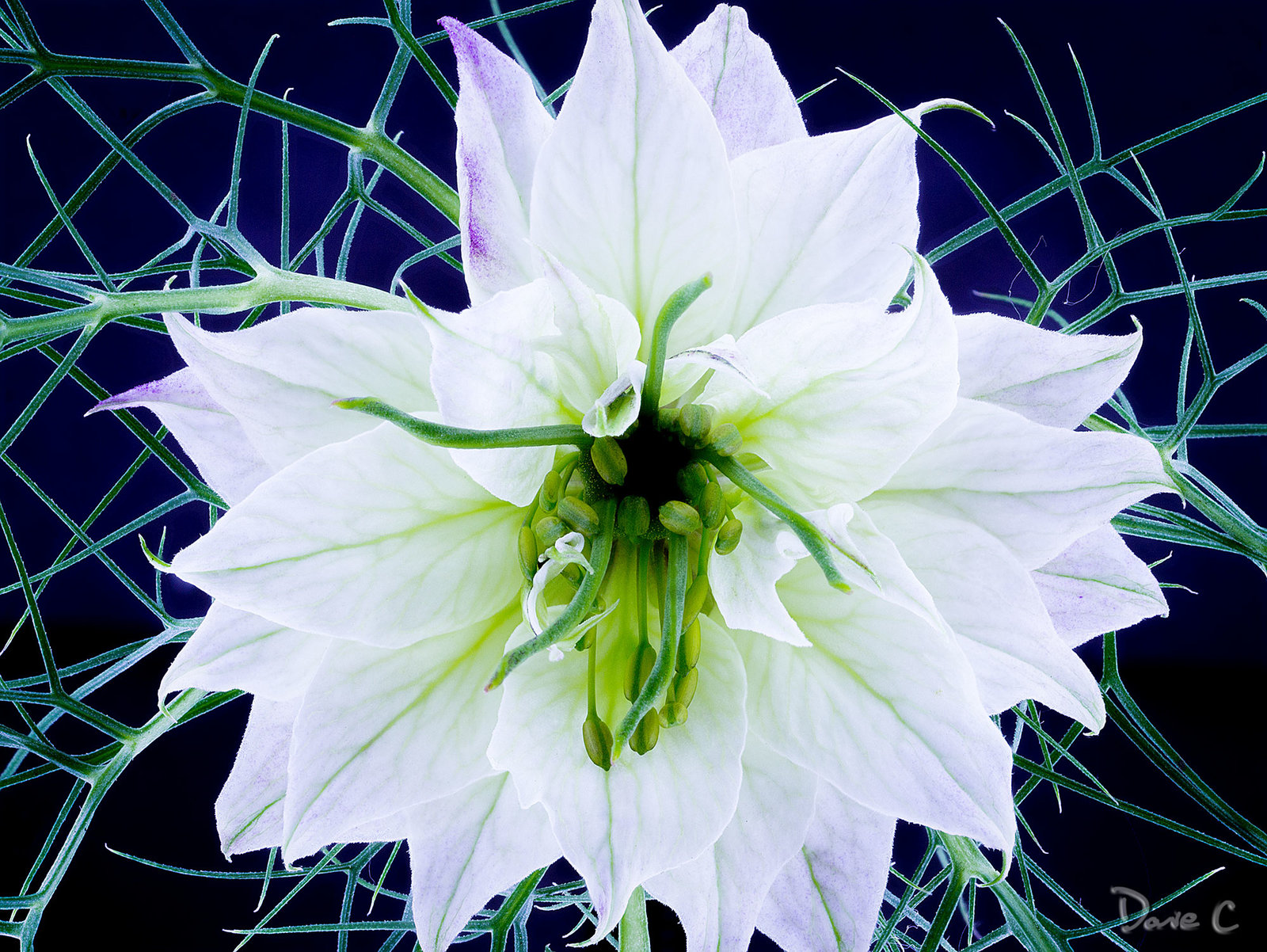 Nigella Flower