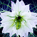 Nigella Flower