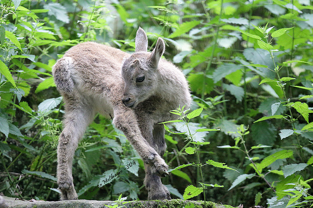 Babysteinbock (Wildpark Pforzheim)