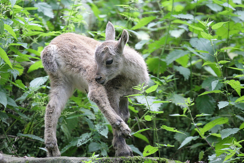 Babysteinbock (Wildpark Pforzheim)