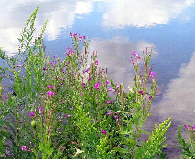 Willow Herb