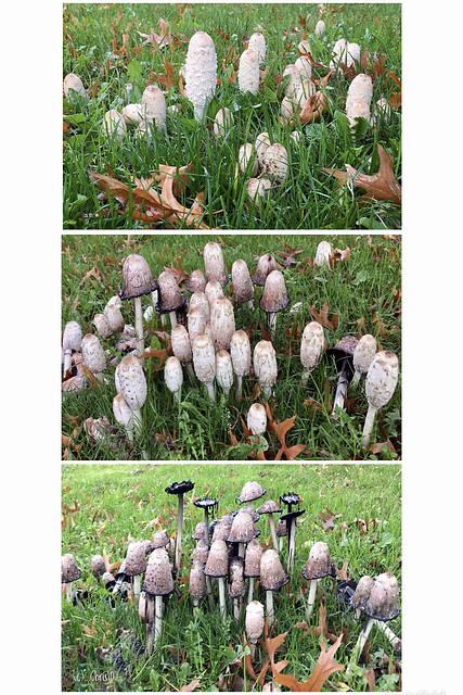 Shaggy ink cap ~ Geschubde inktzwam (Coprinus comatus)... 3