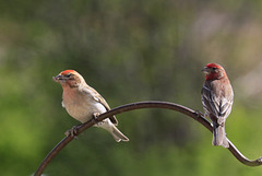 Cassin's Finches