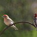 Cassin's Finches